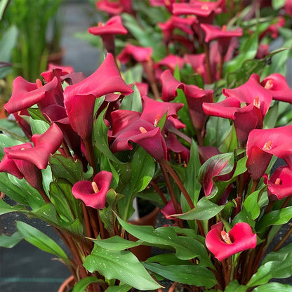 Jewelbox Calla Collection