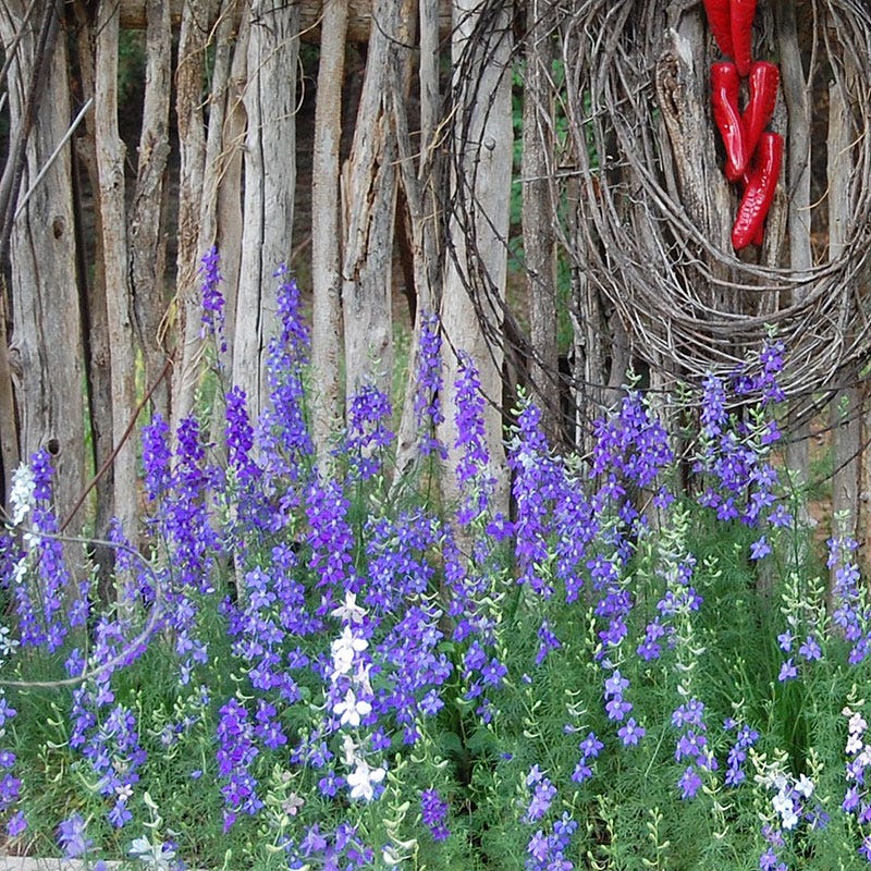Rocket Larkspur Seeds
