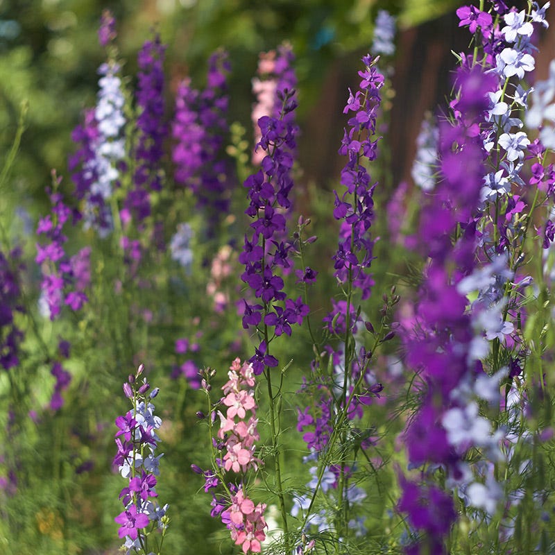 Rocket Larkspur Seeds