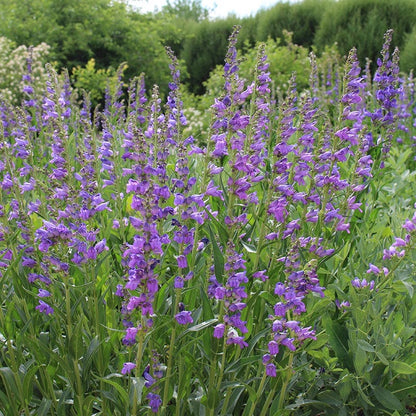 Rocky Mountain Penstemon Seeds