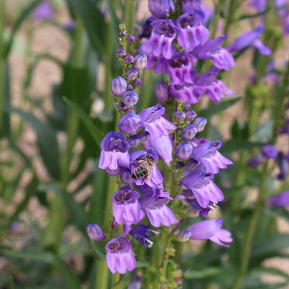Rocky Mountain Penstemon Seeds