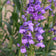 Rocky Mountain Penstemon Seeds|Rocky Mountain Penstemon with pollinator