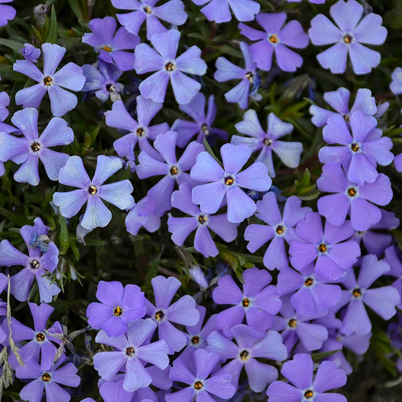 Rocky Road Violet Blue Creeping Phlox