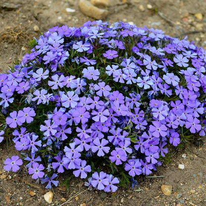 Rocky Road Violet Blue Creeping Phlox
