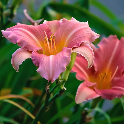 Sunny Days Daylily Collection
