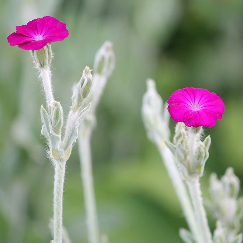 Rose Campion