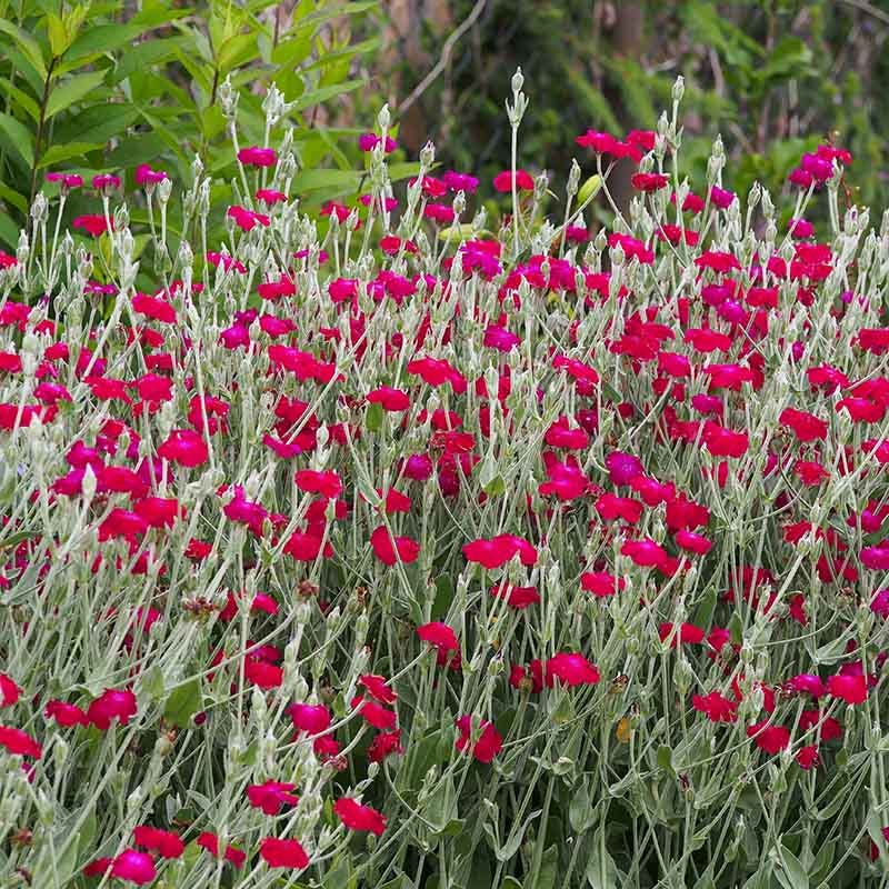 Rose Campion | Pink | Plant