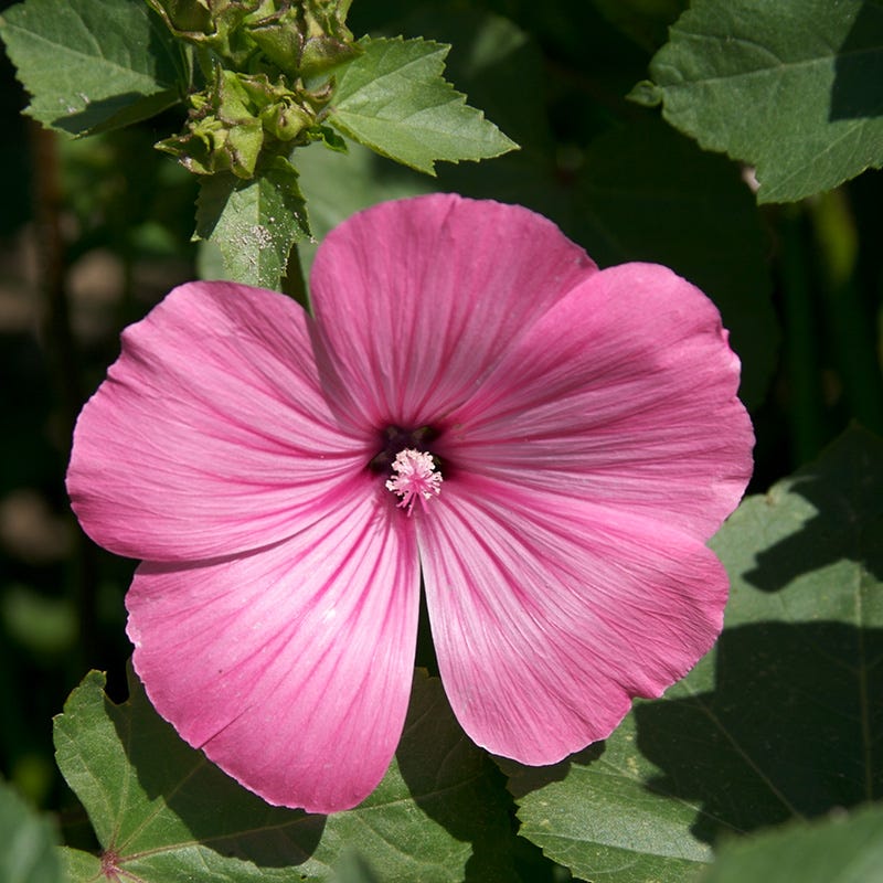 Pink Wildflower Seed Mix
