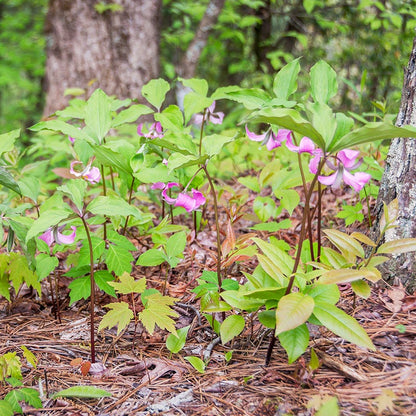 Rose Trillium