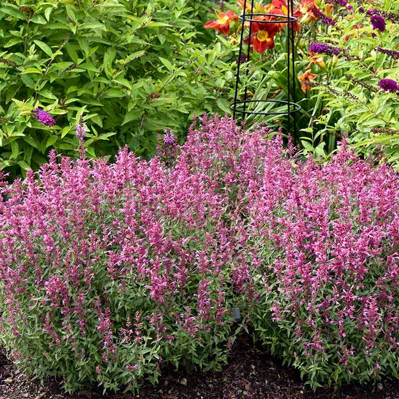 Rosie Posie Agastache - Thumbnail 4