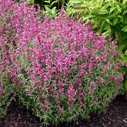Rosie Posie Agastache