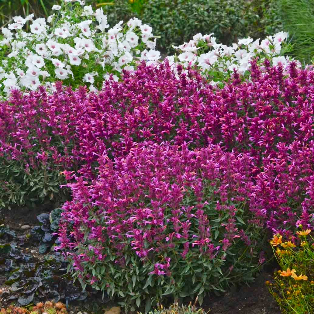 Rosie Posie Agastache