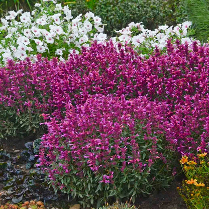 Rosie Posie Agastache