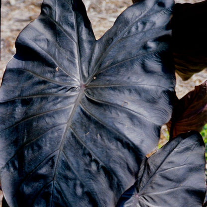 Royal Hawaiian® Diamond Head Elephant Ear