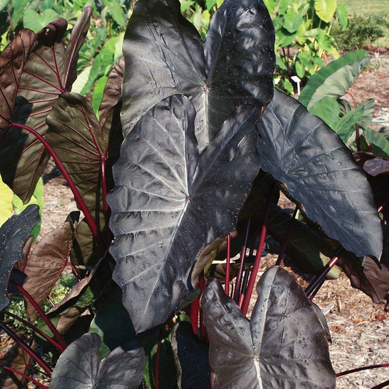 Royal Hawaiian Diamond Head Elephant Ear, Colocasia