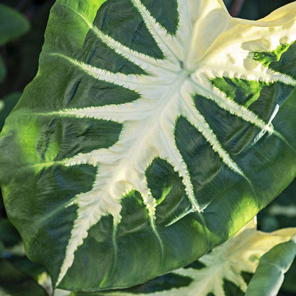 elephant ear plant with white veins Royal Hawaiian White Lava Elephant Ear, Colocasia