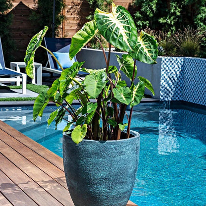 Touch of Drama Elephant Ear Collection