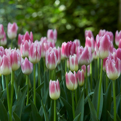 Dreamy Drift Tulip Collection