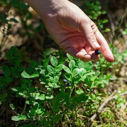 Ruby Carpet Wild Blueberry
