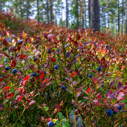 Fall Foliage Native Shrub Collection