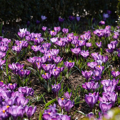 Tiny Dancers Bulb Collection