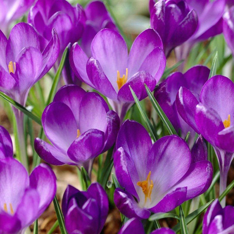 Sunset Hues Flower Bulb Collection