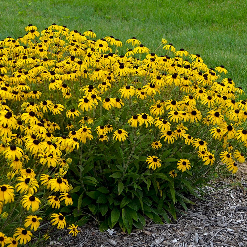 American Gold Rush Black Eyed Susan