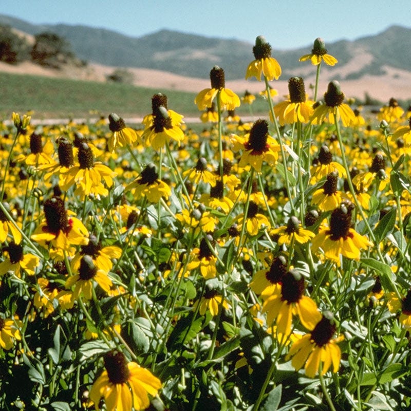 Clasping Coneflower Seeds