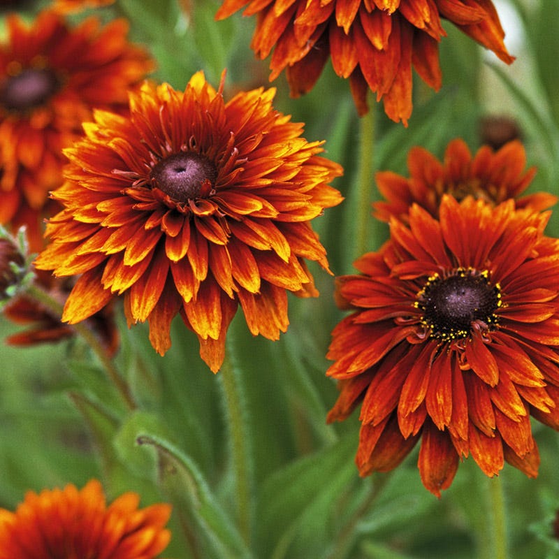 Cherokee Sunset Black-Eyed Susan