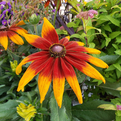 Cherokee Sunset Black-Eyed Susan