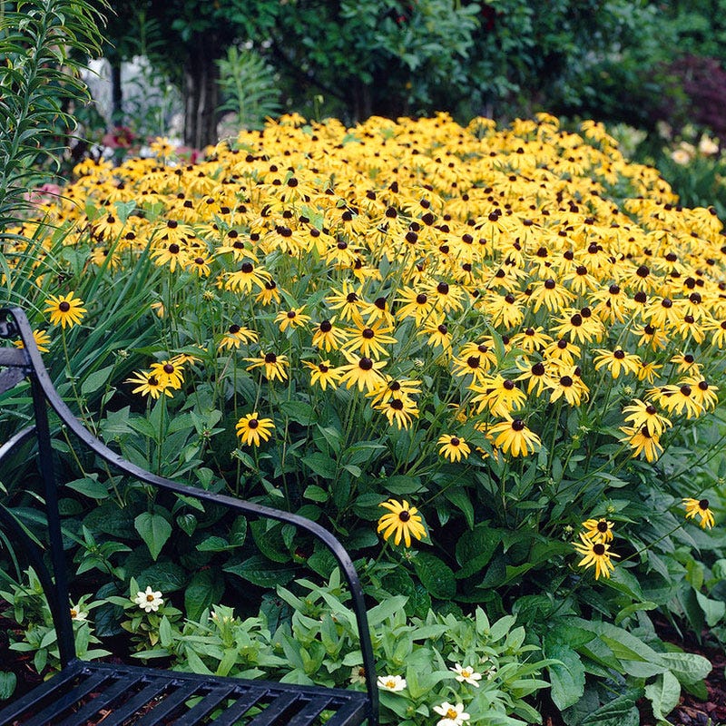 Indian Summer Black Eyed Susan