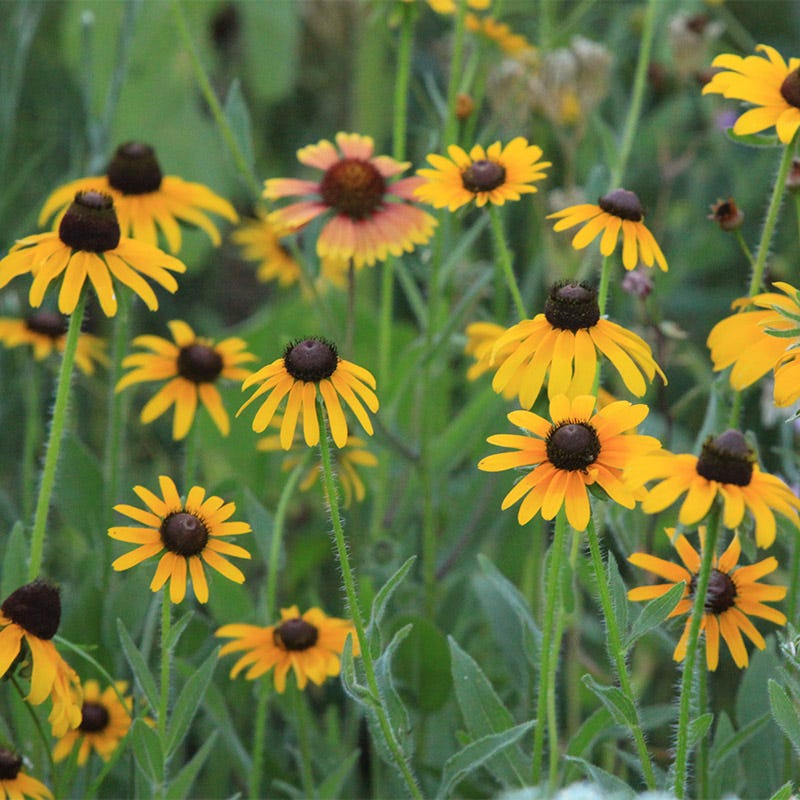 Native Southeast Wildflower Seed Mix