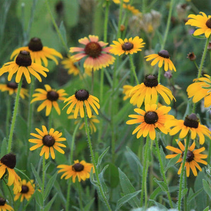 Native Southeast Wildflower Seed Mix