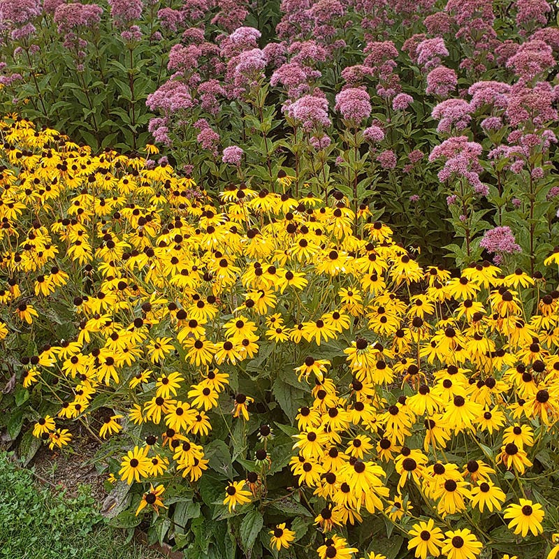 Goldsturm Black Eyed Susan