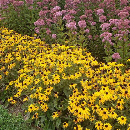 Goldsturm Black Eyed Susan