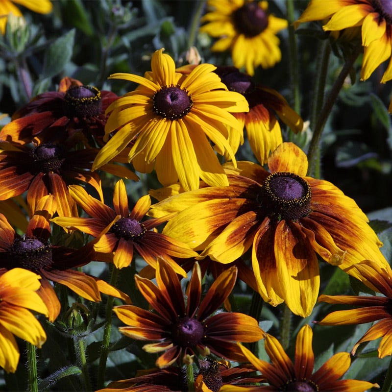 Gloriosa Daisy Seeds