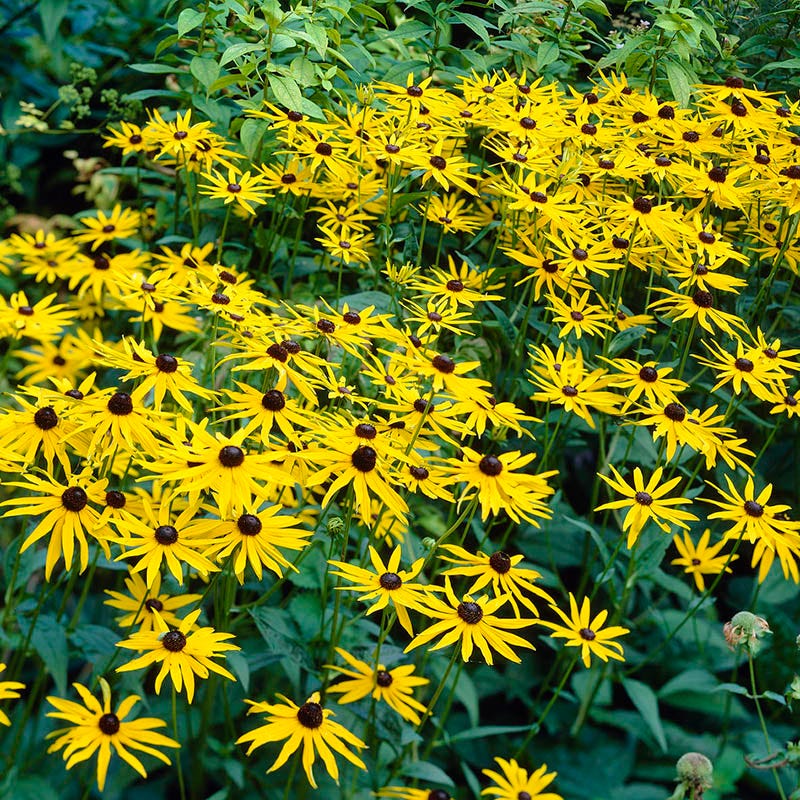 Goldsturm Black Eyed Susan