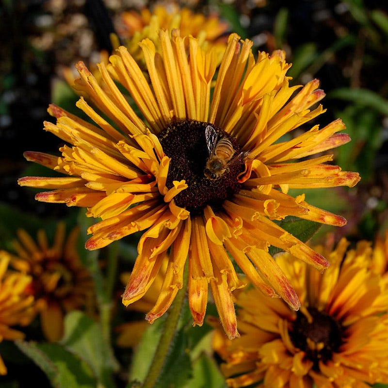 Chim Chiminee Black-Eyed Susan