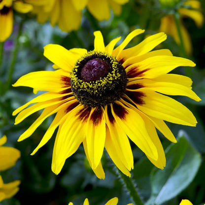 Denver Daisy Black Eyed Susan
