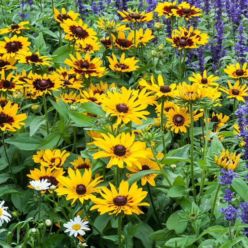 Denver Daisy Black Eyed Susan