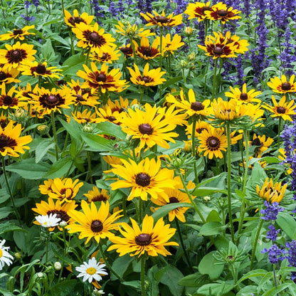 Denver Daisy Black Eyed Susan