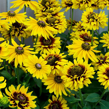 Denver Daisy Black Eyed Susan