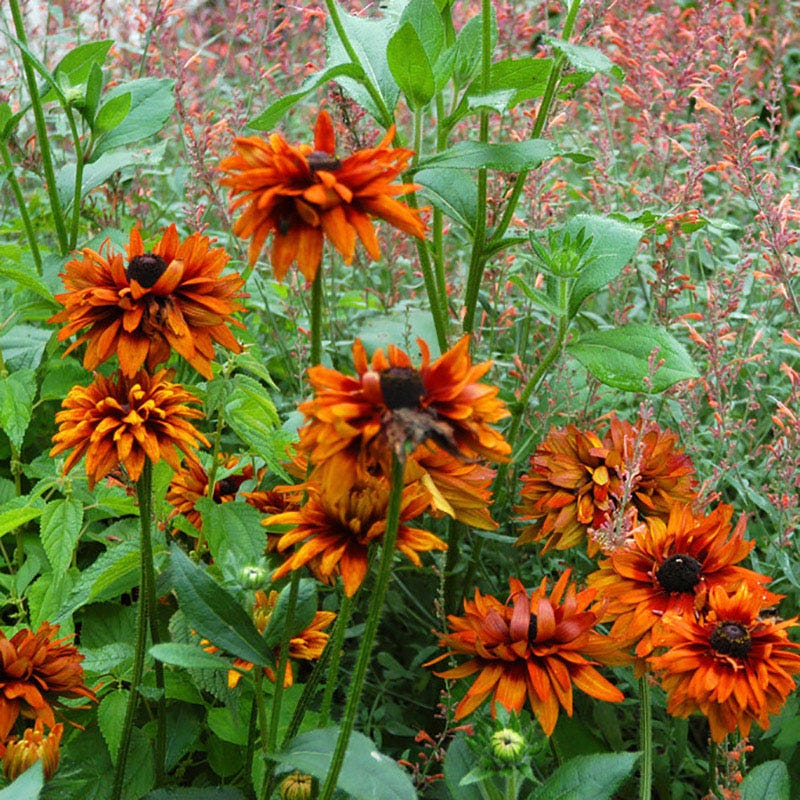 Cherokee Sunset Black-Eyed Susan | American Meadows