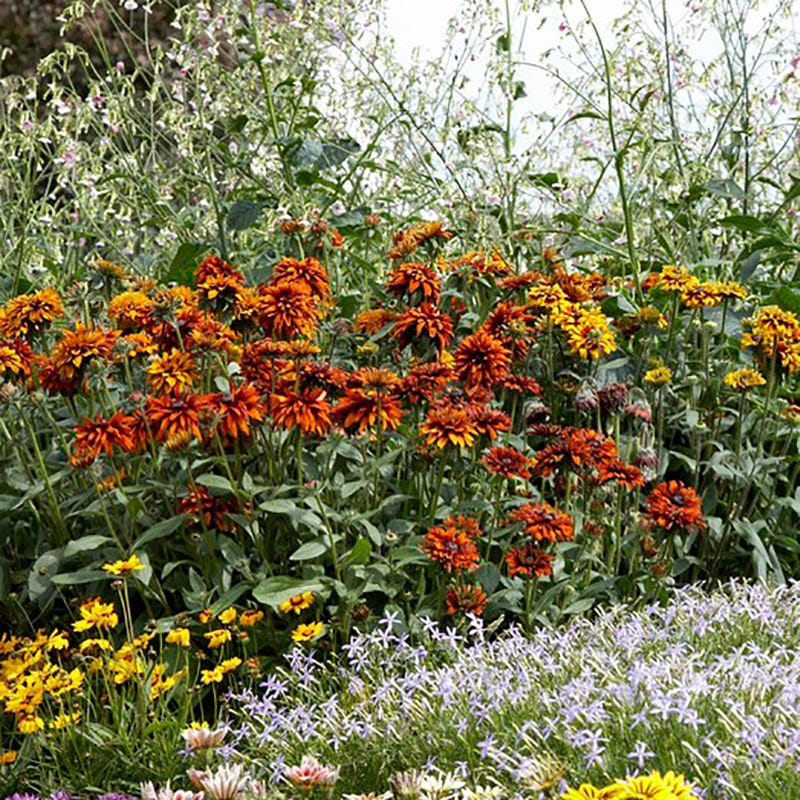 Cherokee Sunset Black-Eyed Susan | American Meadows