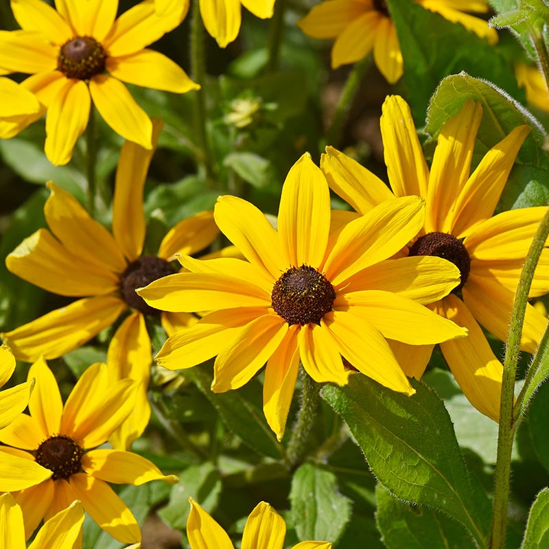 Indian Summer Black Eyed Susan