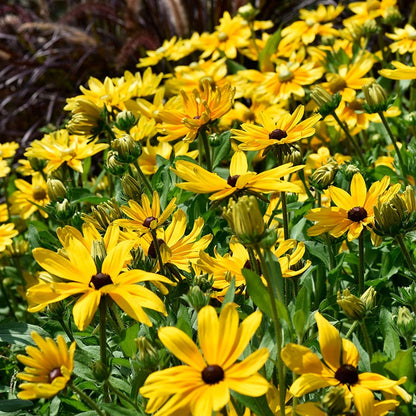 Indian Summer Black Eyed Susan