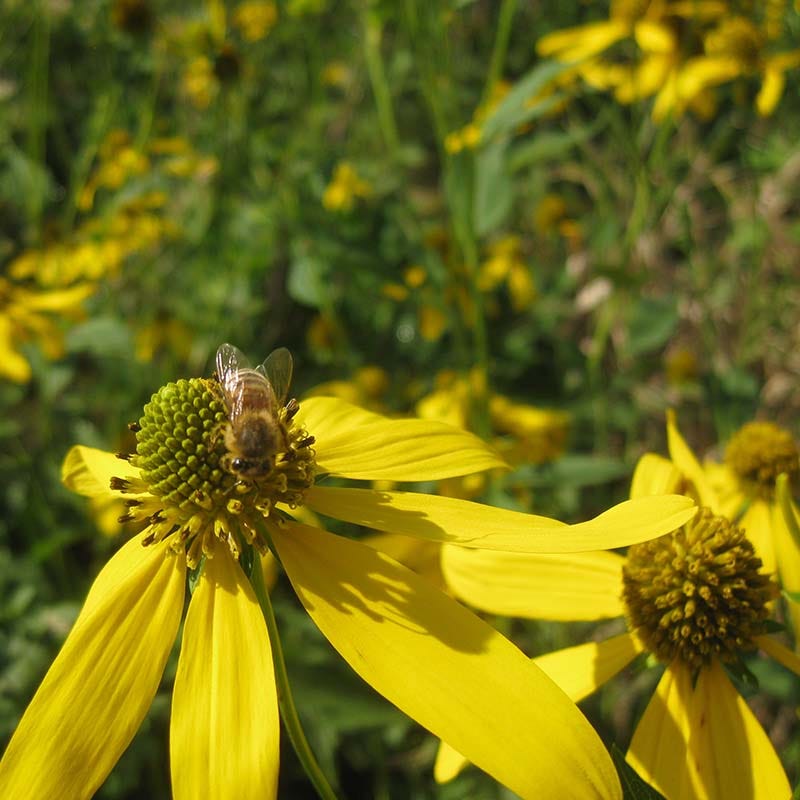 Ecoregion Native Plant Collection - Mixed Wood Plains