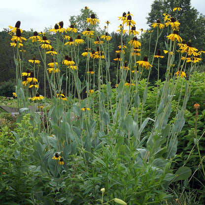 Prairie Habitat Native Plant Collection