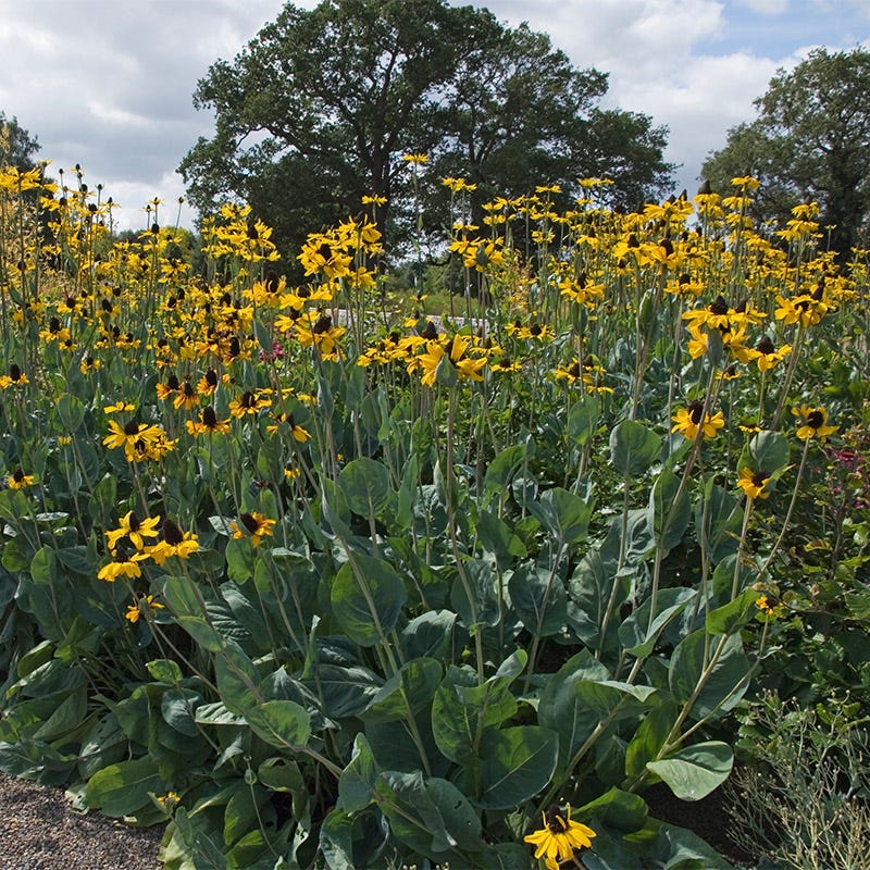 Giant Black Eyed Susan, Rudbeckia maxima