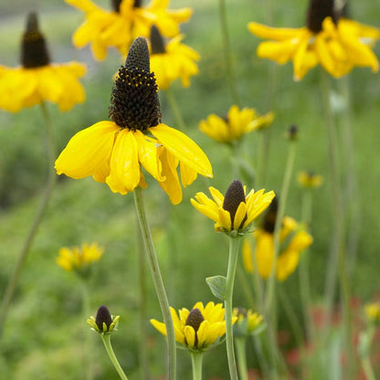 Giant Black Eyed Susan